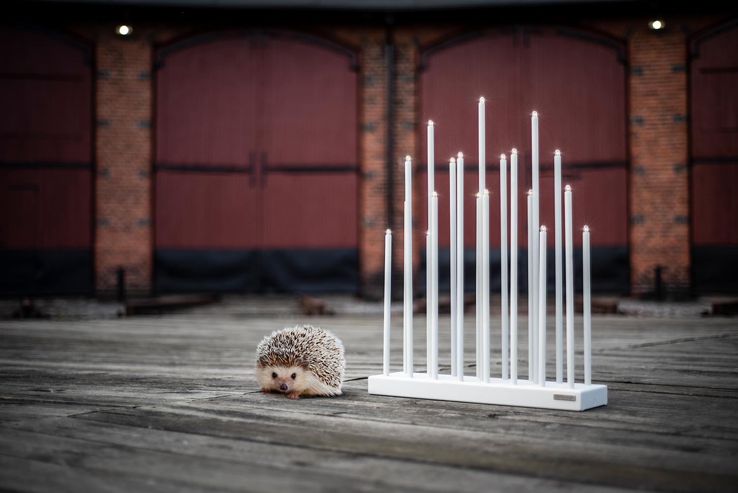 original-vit-igelkott